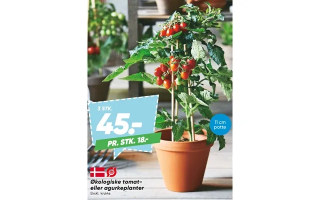 Økologiske Tomateller Agurkeplanter product image
