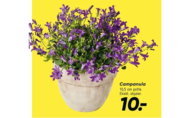Campanula product image