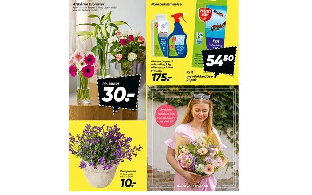 Myrebekæmpelse Afskårne Blomster Kvit Myrelokkedåse product image