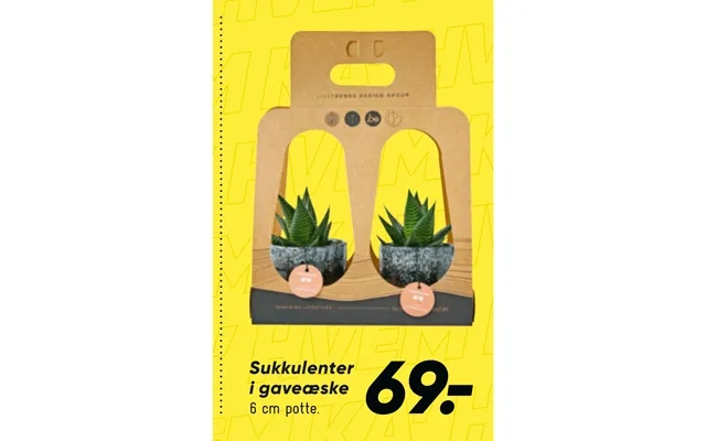 Succulents in gift box product image