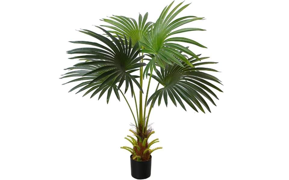 Cycus Palme Med Tyk Stamme 95 Cm