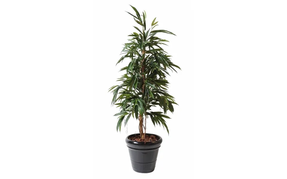 Ficus Alii Bush 160 Cm