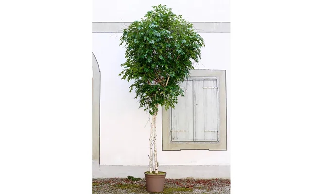 Fight birch artificially 300 cm with 4284 leaves product image