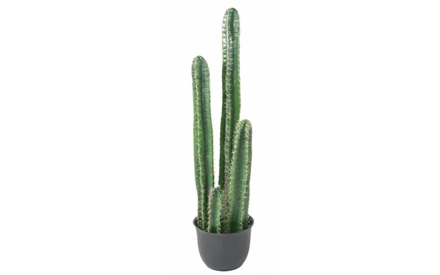 Kaktus Barel 135 Cm product image