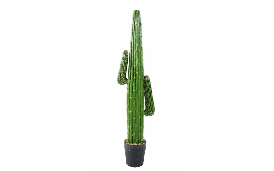 Kaktus Mexico 145 Cm Med 2 Arme
