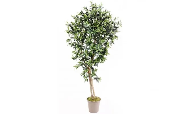 Olive tree 150 cm 1.536 Leaves product image
