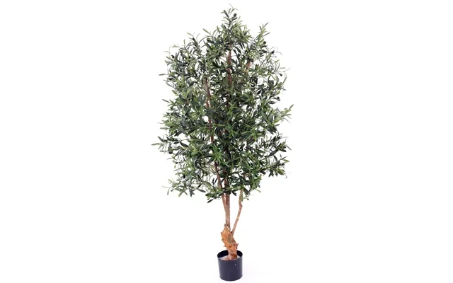 Olive tree 170 cm with fruits 4.160 Leaves product image