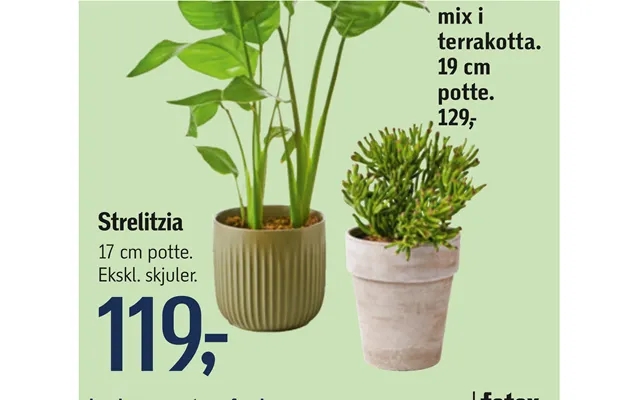 Strelitzia product image
