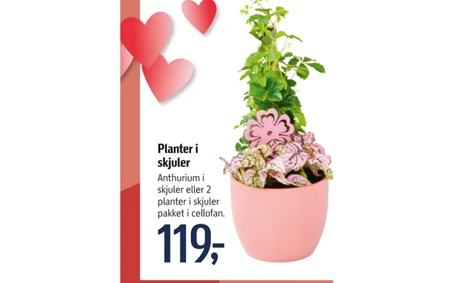 Plants in hides product image