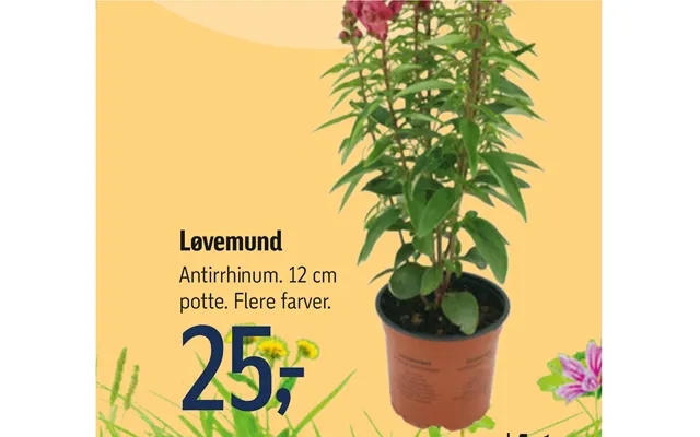 Løvemund product image