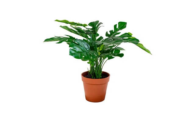 Monstera - Kunstig Plante, Grøn, 45 Cm product image