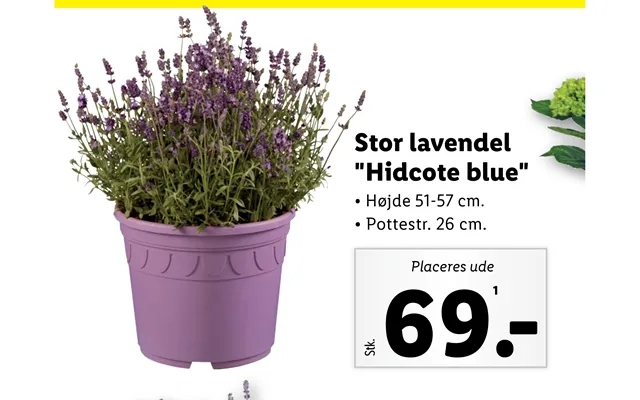 Large lavender product image