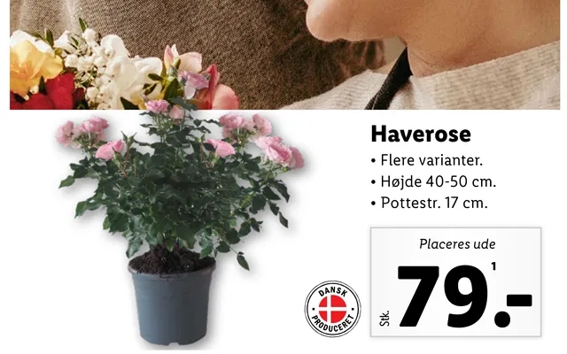 Haverose product image