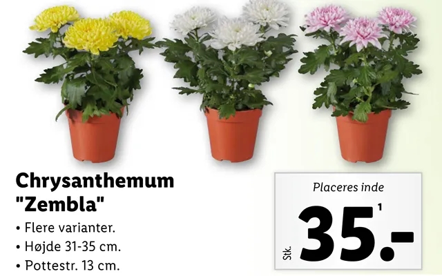Chrysanthemum product image
