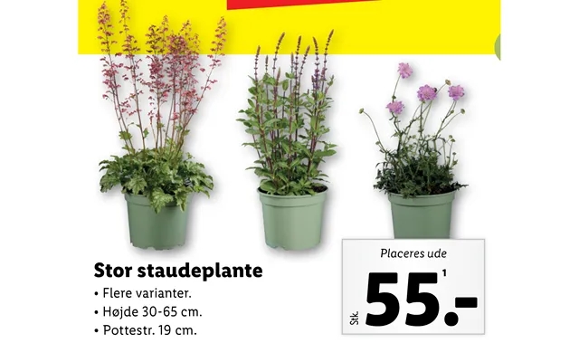 Large staudeplante product image