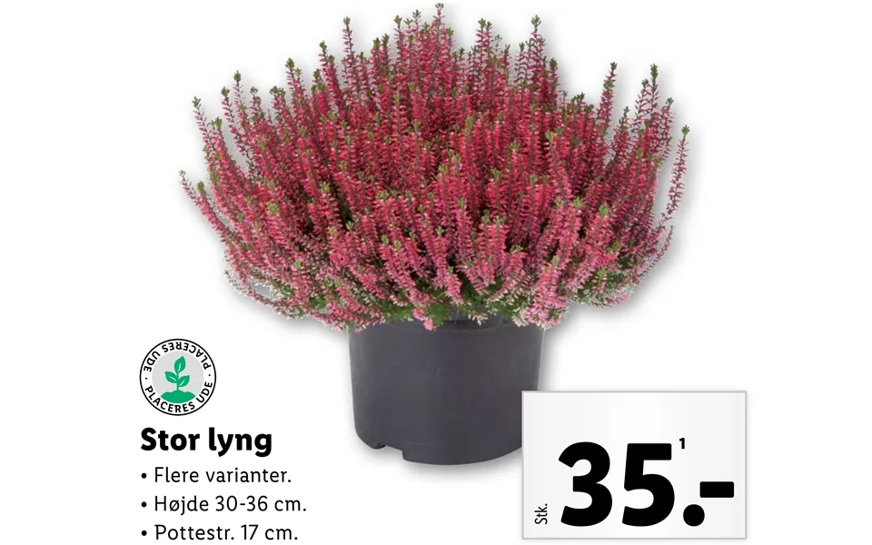 Large heather