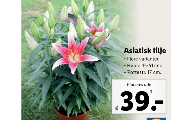 Asian lily product image