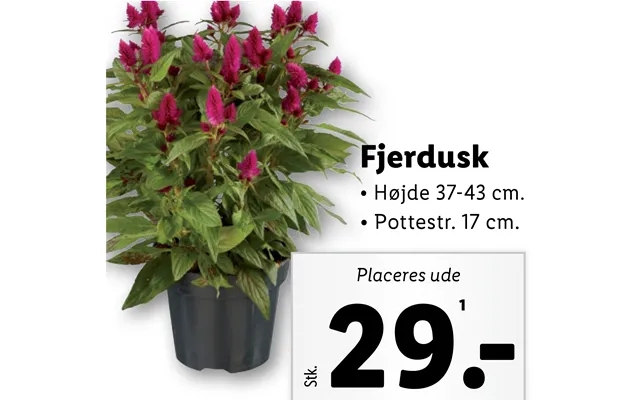 Fjerdusk product image