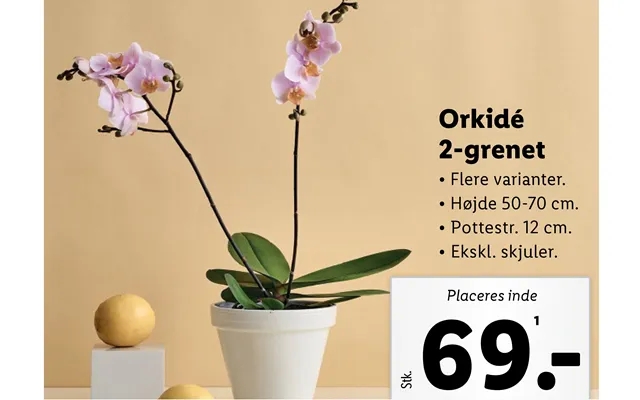 Orkidé 2-grenet product image
