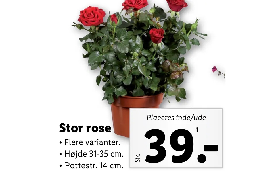 Stor Rose