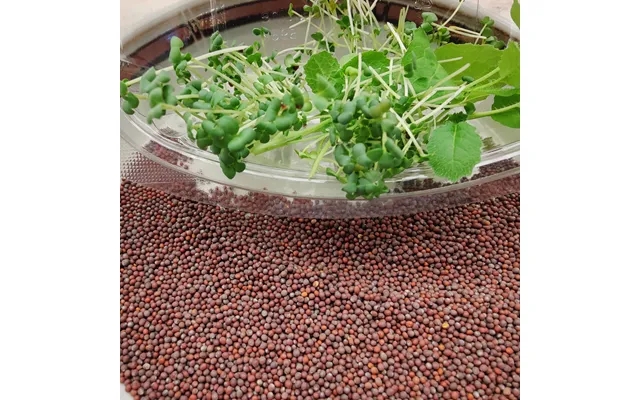 Organic mustard seeds to micro green product image