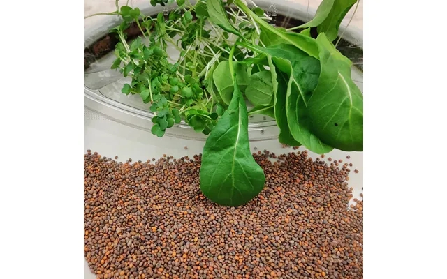 Organic rucolafrø to micro green product image