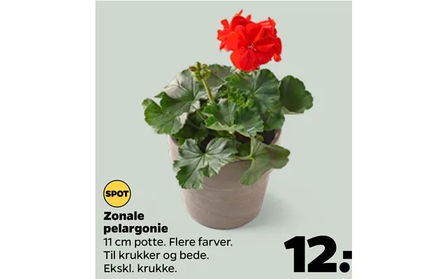 Zonale geranium product image