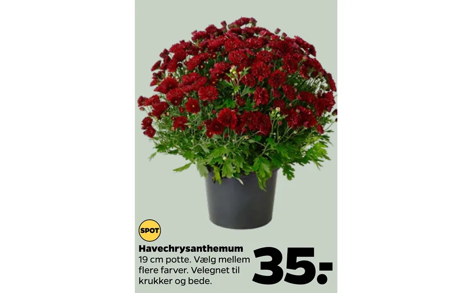 Havechrysanthemum