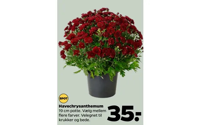 Havechrysanthemum product image