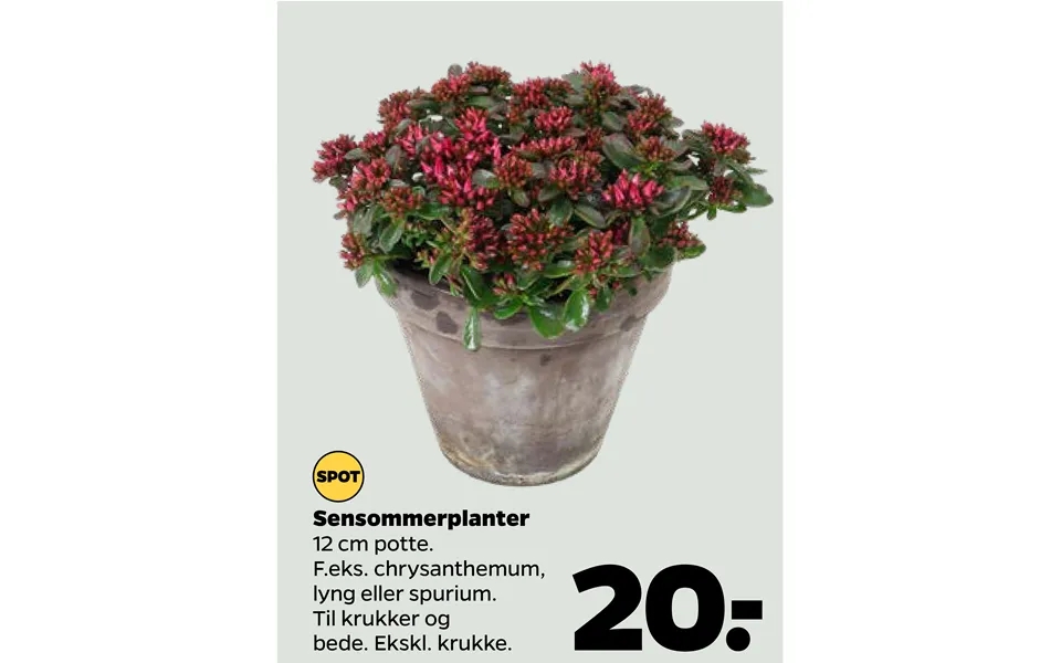 Sensommerplanter