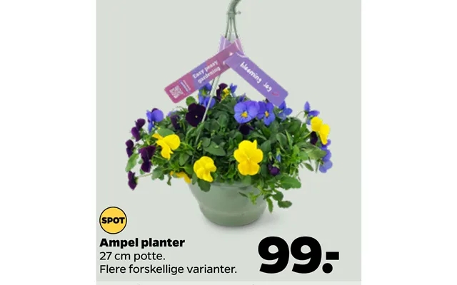 Ampel plants product image