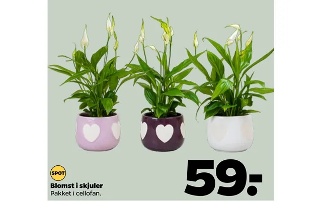 Blomst I Skjuler product image