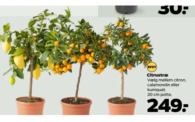 Citrustræ product image