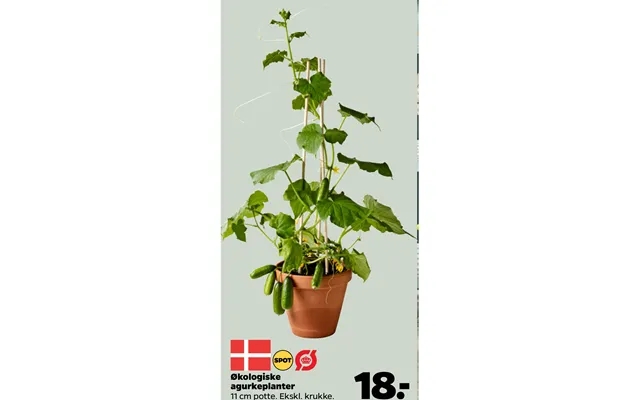 Organic cucumber plants product image