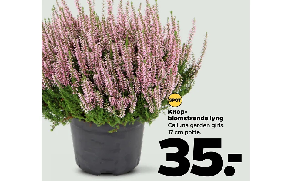 Knopblomstrende Lyng