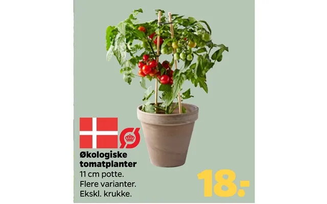 Organic tomato plants product image