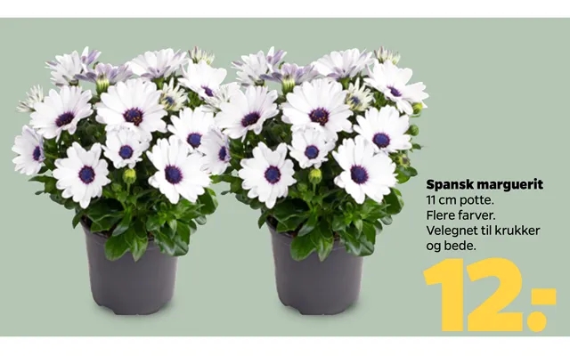Spanish daisy product image
