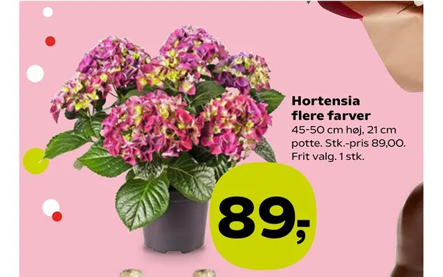 Hortensia product image