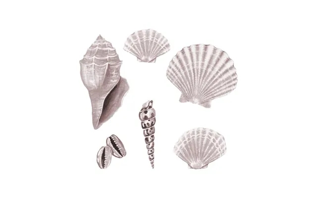 Wallsticker Sea Shell Rose - Rose product image