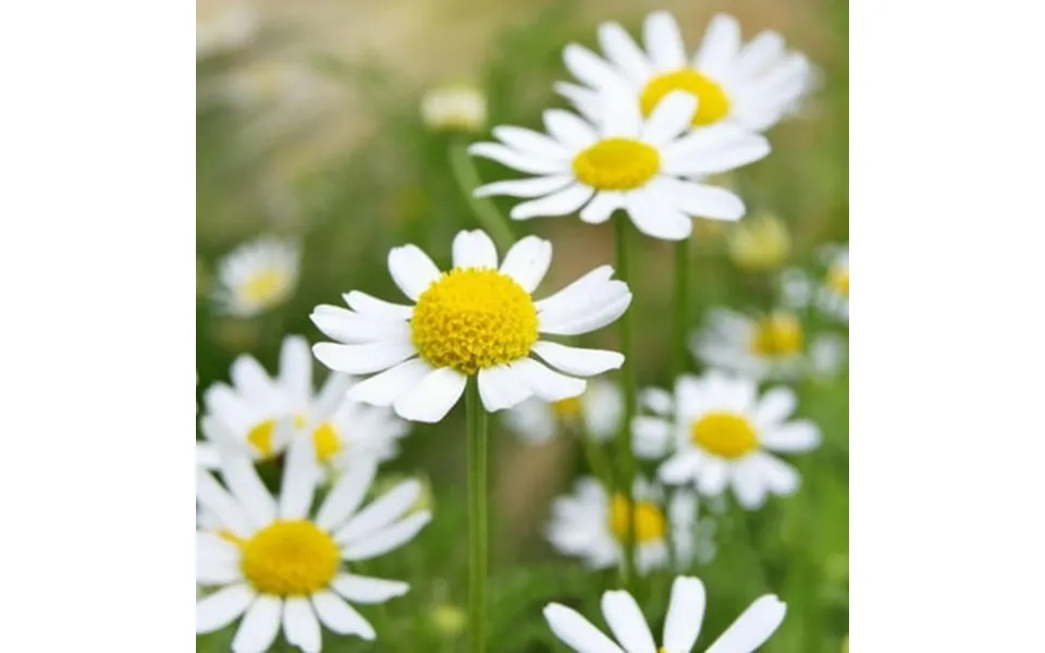 German Chamomile Seeds Non-gmo Herbal Tea Scented Mayweed Free Shipping 200k Seeds Or 1 Oz