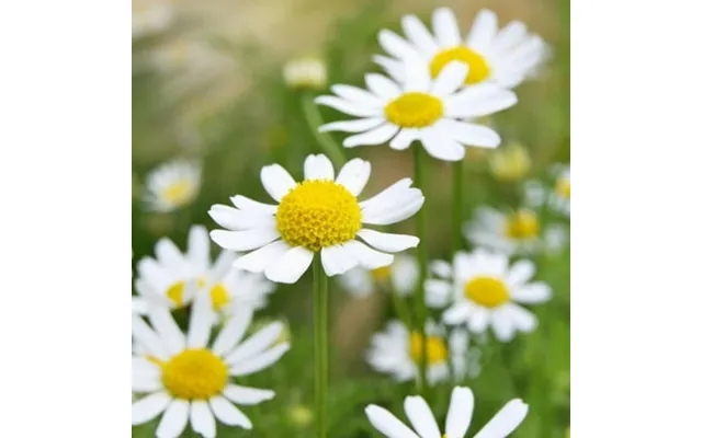 German Chamomile Seeds Non-gmo Herbal Tea Scented Mayweed Free Shipping 200k Seeds Or 1 Oz product image