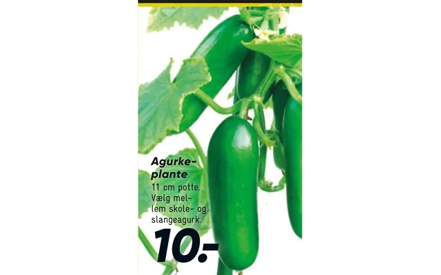 Agurkeplante product image