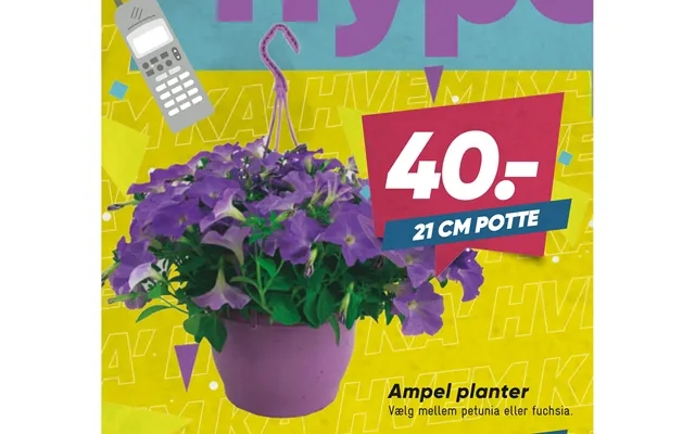 Ampel plants product image