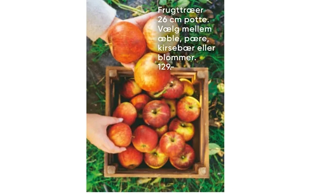 Fruit trees select medium apple, pear, cherries or plums. product image