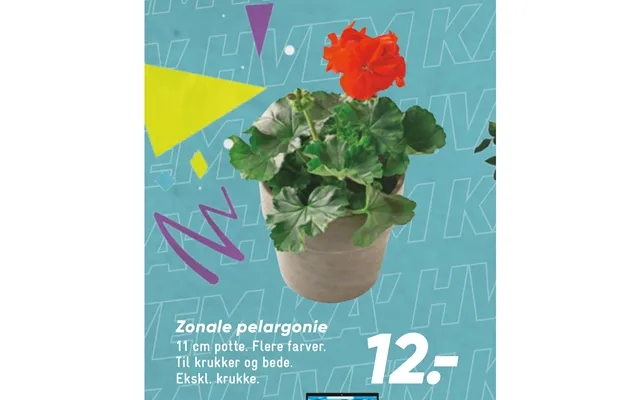 Zonale Pelargonie product image