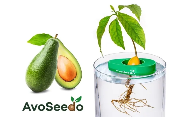 Avoseedo - Dyrk Avokado product image