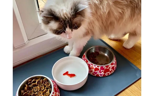 Water bowl with goldfish to cat product image