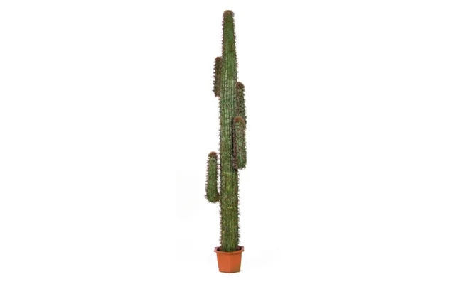 Cactus 230 cm with 5 arms product image