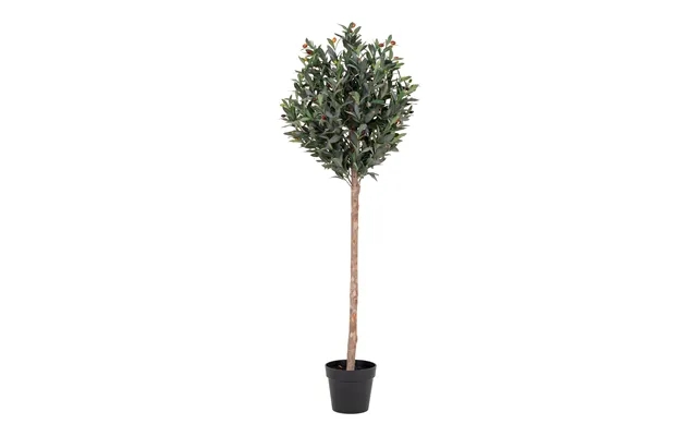 Oliventræ 150 Cm product image