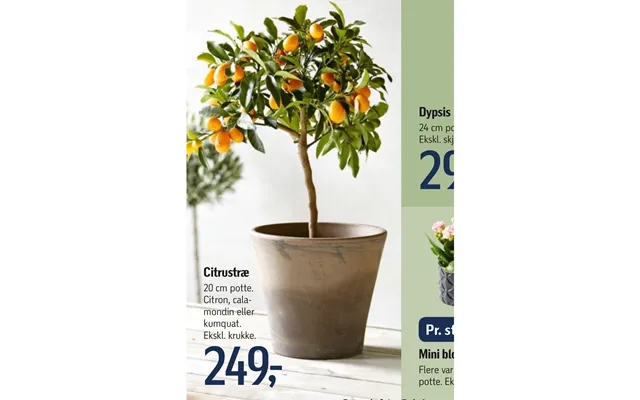 Dypsis citrus tree product image